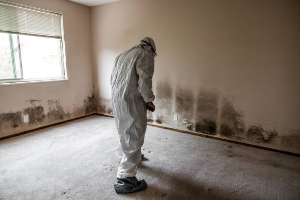 Best Attic Mold Removal  in Martinsvle, IL