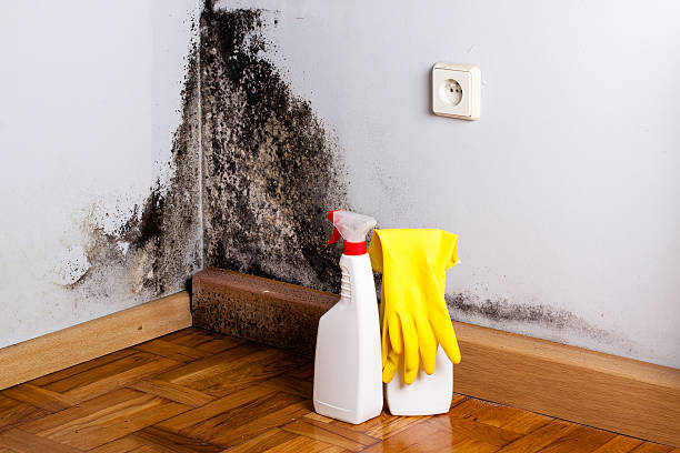 Best Emergency Mold Removal  in Martinsvle, IL