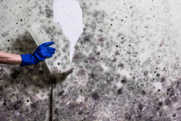 Best Mold Removal Near Me  in Martinsvle, IL