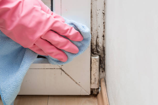 Best Mold Damage Repair  in Martinsvle, IL