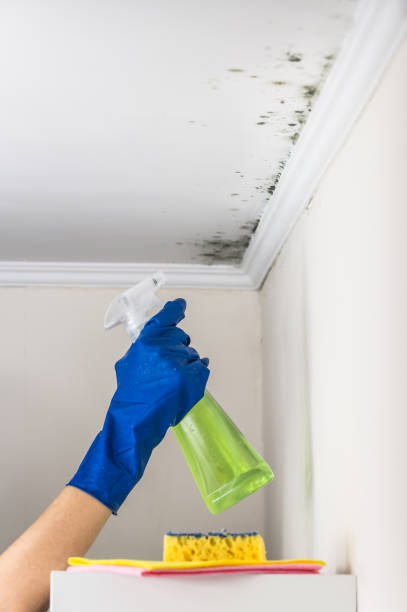 Best Mold Removal Company Near Me  in Martinsvle, IL