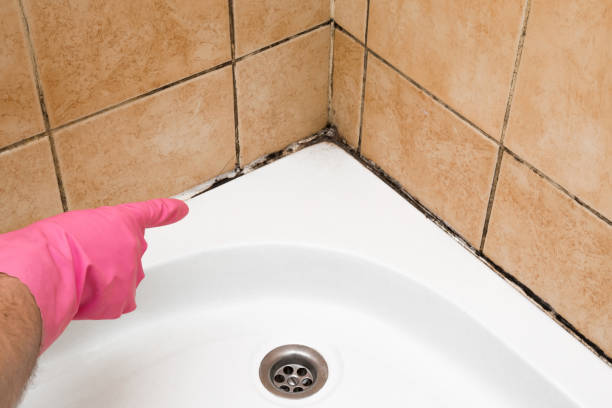 Best Mold Removal Company Near Me  in Martinsvle, IL